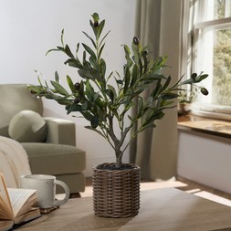 OHS Small Olive Tree in Basket - Green